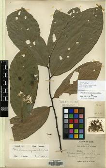 Type specimen at Edinburgh (E). Kerr, Arthur: 2421. Barcode: E00115355.