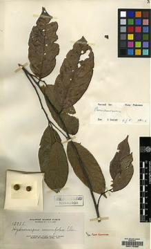 Type specimen at Edinburgh (E). Elmer, Adolph: 12936. Barcode: E00115366.