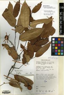 Type specimen at Edinburgh (E). Barker, William: LAE66760. Barcode: E00115370.