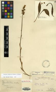 Type specimen at Edinburgh (E). Bodinier, Emile: 2638. Barcode: E00115521.