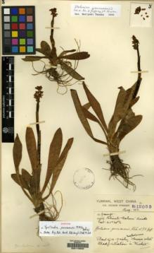 Type specimen at Edinburgh (E). Forrest, George: 12055. Barcode: E00115522.