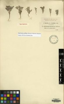 Type specimen at Edinburgh (E). Balansa, Benedict: 1035. Barcode: E00115613.