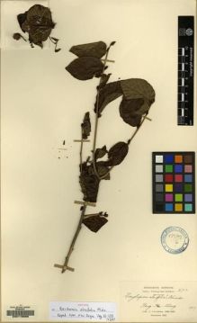 Type specimen at Edinburgh (E). Cavalerie, Pierre: 2712. Barcode: E00115699.