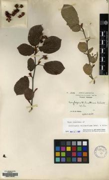 Type specimen at Edinburgh (E). Wilson, Ernest: 1316. Barcode: E00115701.
