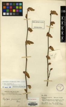 Type specimen at Edinburgh (E). Forrest, George: 4731. Barcode: E00115702.