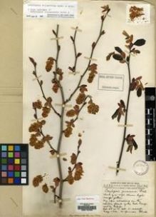 Type specimen at Edinburgh (E). Forrest, George: 4095. Barcode: E00115703.