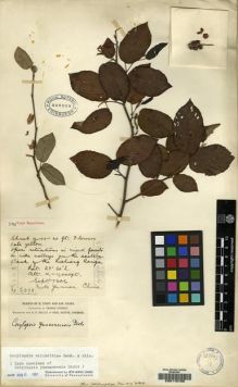 Type specimen at Edinburgh (E). Forrest, George: 3098. Barcode: E00115705.