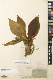 Type specimen at Edinburgh (E). Esquirol, Joseph: 722. Barcode: E00115708.