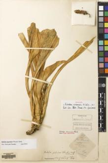 Type specimen at Edinburgh (E). Esquirol, Joseph: 769. Barcode: E00115709.