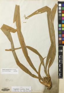 Type specimen at Edinburgh (E). Wallich, Nathaniel: 5194. Barcode: E00115720.