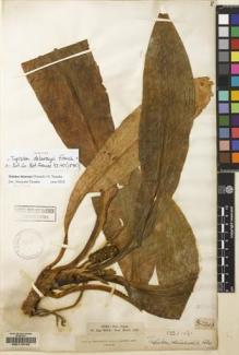 Type specimen at Edinburgh (E). Henry, Augustine: 5231A. Barcode: E00115742.