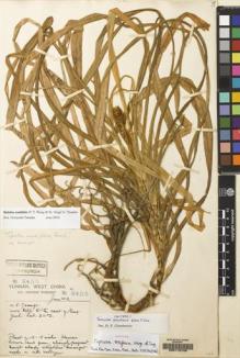 Type specimen at Edinburgh (E). Forrest, George: 8455. Barcode: E00115748.