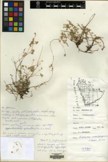 Type specimen at Edinburgh (E). Chaudhary, Shaukat: 3065. Barcode: E00115761.