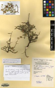 Type specimen at Edinburgh (E). Abedin, Sultanul: 14148. Barcode: E00115763.