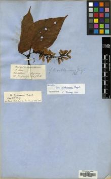 Type specimen at Edinburgh (E). Hooker, Joseph: . Barcode: E00115968.