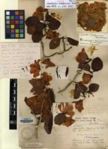 Type specimen at Edinburgh (E). Forrest, George: 11601. Barcode: E00116412.