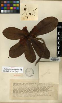Type specimen at Edinburgh (E). Kingdon-Ward, Francis: 8250. Barcode: E00116413.