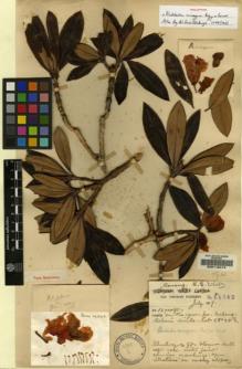 Type specimen at Edinburgh (E). Forrest, George: 14242. Barcode: E00116414.