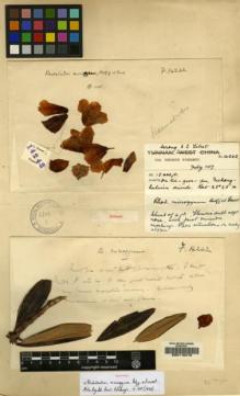 Type specimen at Edinburgh (E). Forrest, George: 14242. Barcode: E00116415.