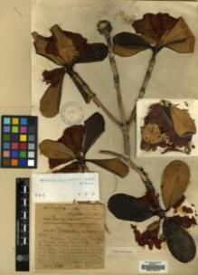 Type specimen at Edinburgh (E). Farrer, Reginald: 1548. Barcode: E00116417.