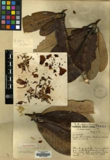 Type specimen at Edinburgh (E). Forrest, George: 18034. Barcode: E00116420.