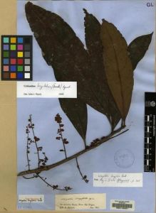 Type specimen at Edinburgh (E). Spruce, Richard: . Barcode: E00116421.