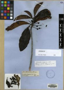 Type specimen at Edinburgh (E). Spruce, Richard: . Barcode: E00116423.
