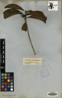 Type specimen at Edinburgh (E). Spruce, Richard: . Barcode: E00116424.