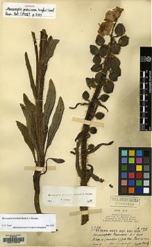 Type specimen at Edinburgh (E). Kingdon-Ward, Francis: 5909. Barcode: E00116545.