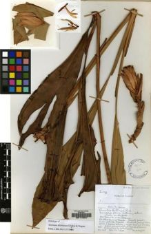 Type specimen at Edinburgh (E). Burtt, Brian: B.11590. Barcode: E00116847.