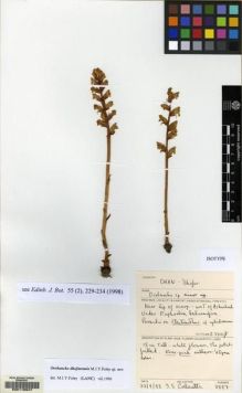 Type specimen at Edinburgh (E). Collenette, Iris: 8887. Barcode: E00116947.