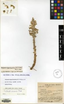 Type specimen at Edinburgh (E). Collenette, Iris: 2506. Barcode: E00116948.