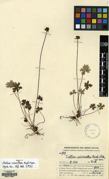 Type specimen at Edinburgh (E). Handel-Mazzetti, Heinrich: 9877. Barcode: E00117326.