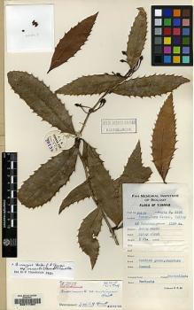 Type specimen at Edinburgh (E). Yu, Tse-tsun: 20138. Barcode: E00117364.