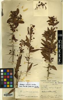 Type specimen at Edinburgh (E). Forrest, George: 9559. Barcode: E00117375.