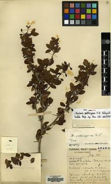 Type specimen at Edinburgh (E). Forrest, George: 18195. Barcode: E00117384.