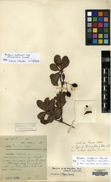 Type specimen at Edinburgh (E). Farrer, Reginald: 1399. Barcode: E00117388.