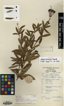 Type specimen at Edinburgh (E). Yu, Tse-tsun: 19658. Barcode: E00117391.