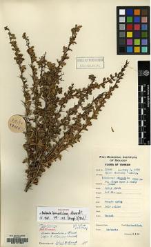 Type specimen at Edinburgh (E). Yu, Tse-tsun: 19640. Barcode: E00117392.