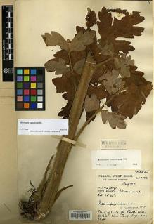 Type specimen at Edinburgh (E). Forrest, George: 15883. Barcode: E00117451.
