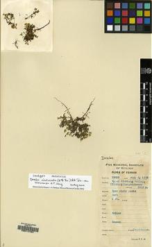 Type specimen at Edinburgh (E). Yu, Tse-tsun: 19850. Barcode: E00117491.