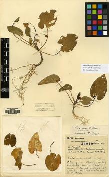Type specimen at Edinburgh (E). Forrest, George: 24019. Barcode: E00117503.