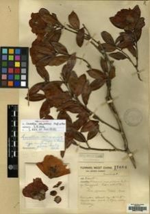 Type specimen at Edinburgh (E). Forrest, George: 17686. Barcode: E00117760.