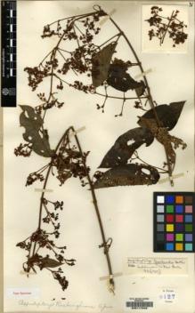 Type specimen at Edinburgh (E). Forrest, George: 9127. Barcode: E00117946.