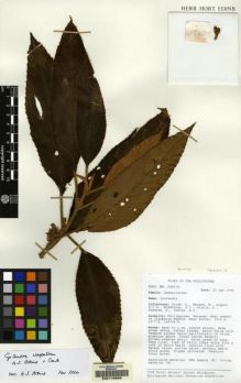 Type specimen at Edinburgh (E). Argent, George; Cronk, Quentin; Mendum, Mary; Middleton, David; Wilkie, Peter; Fuentes, R.; Chavez, R.: 25437A. Barcode: E00118606.