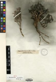 Type specimen at Edinburgh (E). Balfour, Isaac: 69A. Barcode: E00118829.