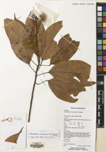 Type specimen at Edinburgh (E). Jarvie, James; Ruskandi, A.: 5769. Barcode: E00119528.