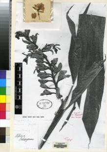 Type specimen at Edinburgh (E). Evans, J.: . Barcode: E00119607.