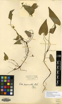 Type specimen at Edinburgh (E). Forrest, George: 9925. Barcode: E00120005.