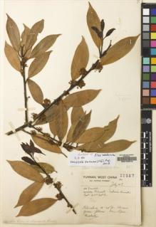 Type specimen at Edinburgh (E). Forrest, George: 17517. Barcode: E00120310.